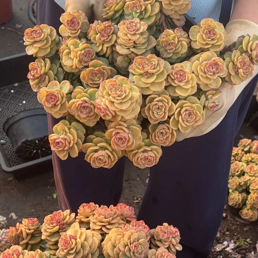 黄金蜡牡丹一单包邮