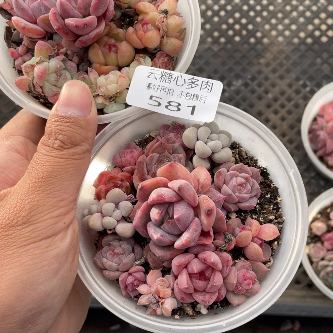 云糖心多肉植物581