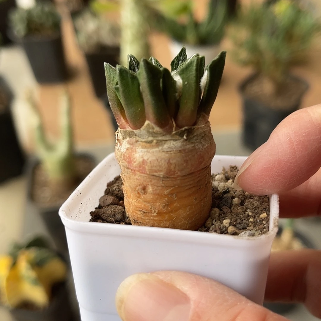 实生黑牡丹一物一拍下单包邮