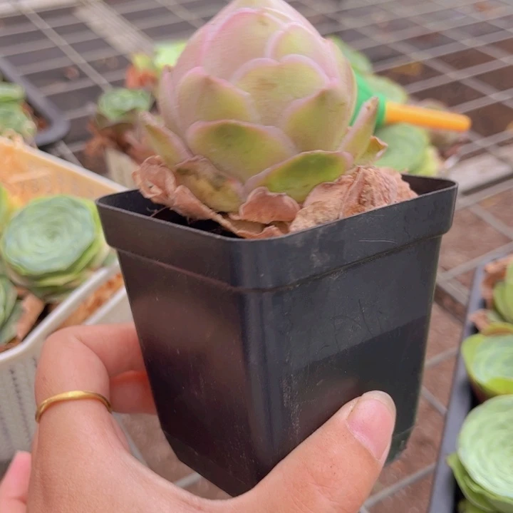 无花朵帕尔玛一颗8888