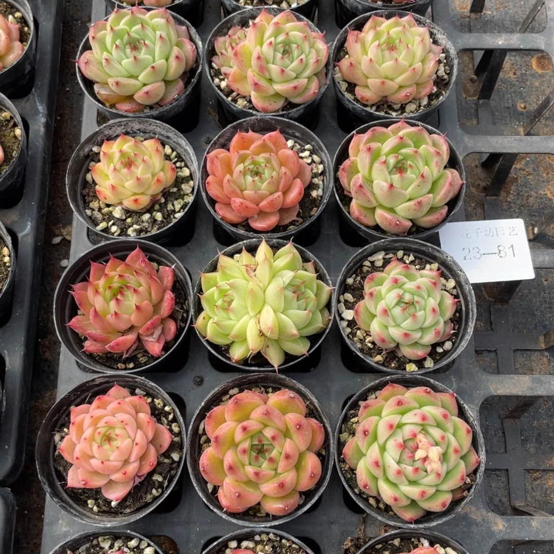 一物一拍18棵23-81