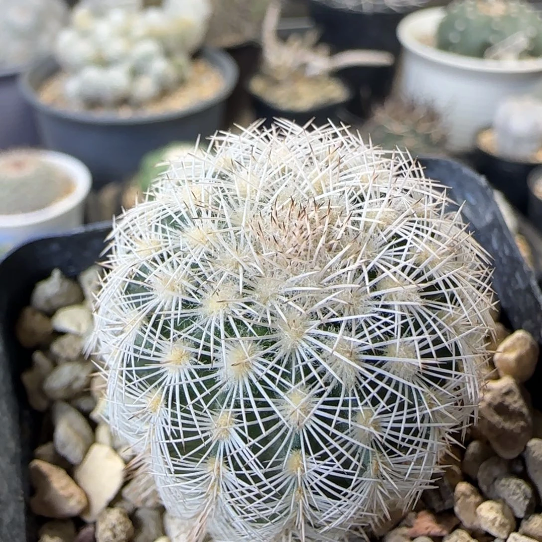 018实生伯格曼虾多肉3.2