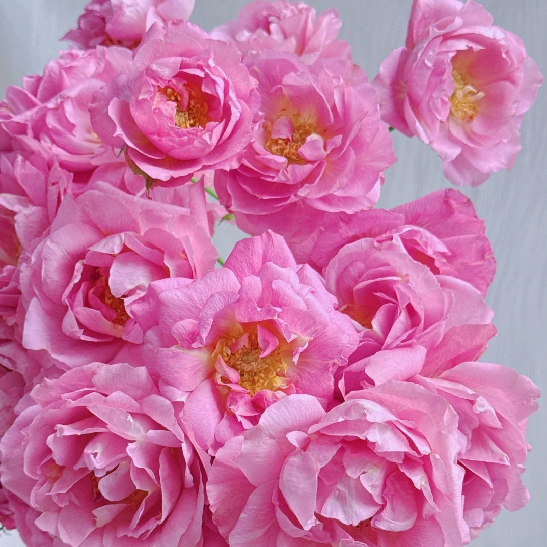 【粉红克拉克玫瑰10支】（10%不售后）