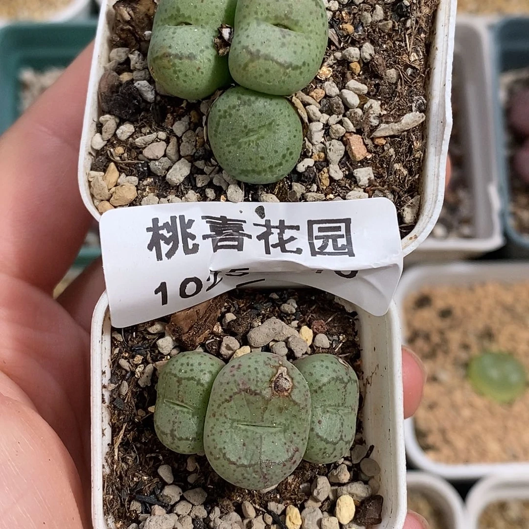 1025-10-开播福利猴。