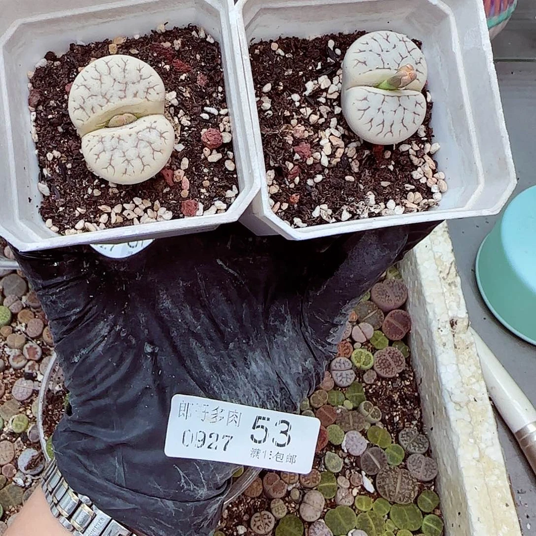 生石花满18包邮0927-53