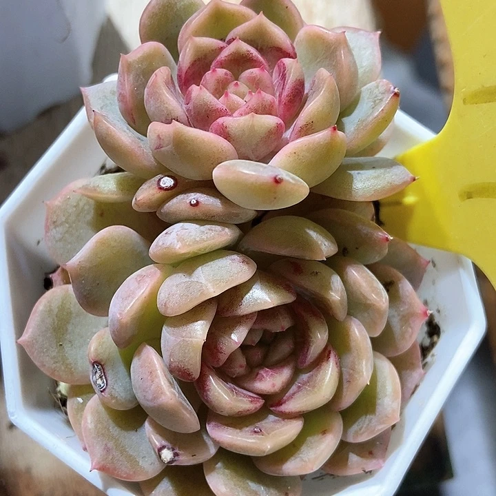 多肉植物糖果珍妮19