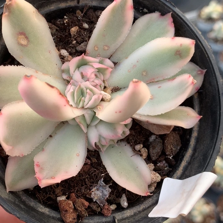 紫蝴蝶锦多肉植物