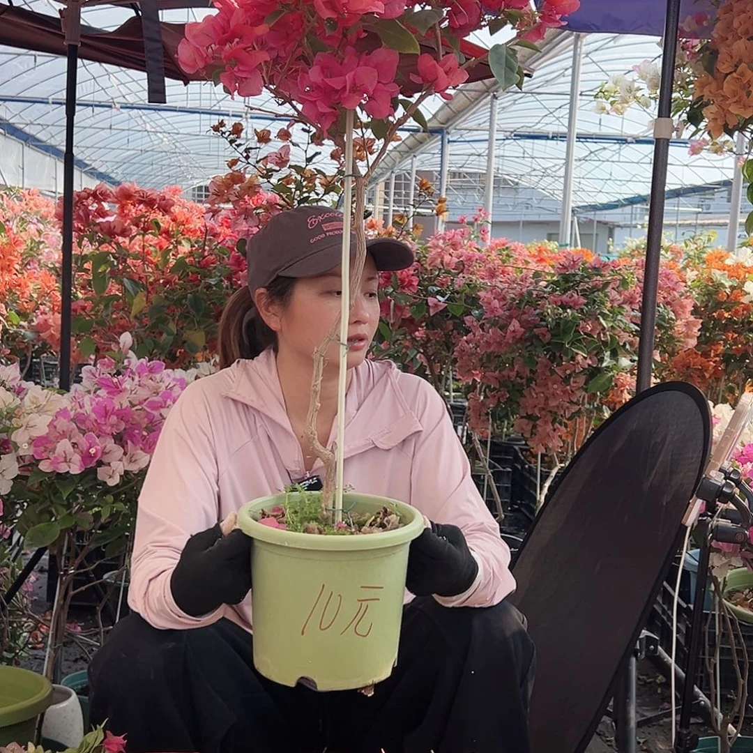 大部分花苞少量开放不甜西瓜棒棒糖一颗