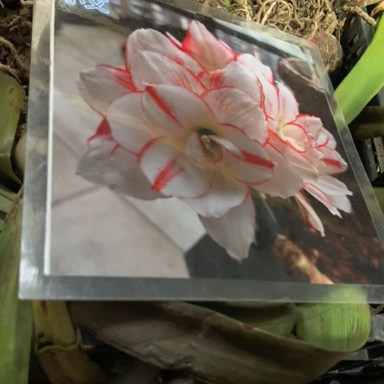 当前无花栽培后可以开花小艾4厘米裸根球