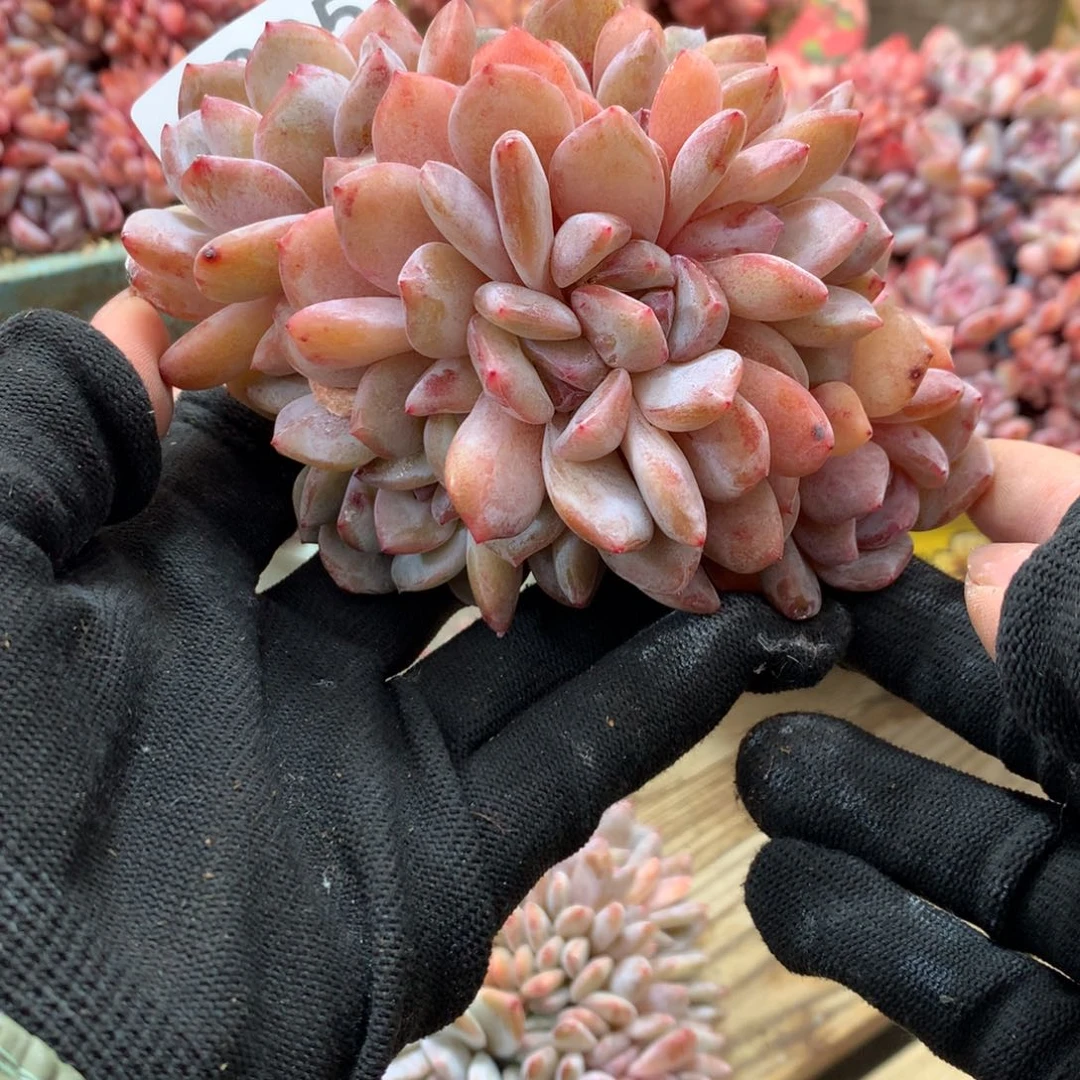 A395售后范围：签收起7天内，录开箱视频