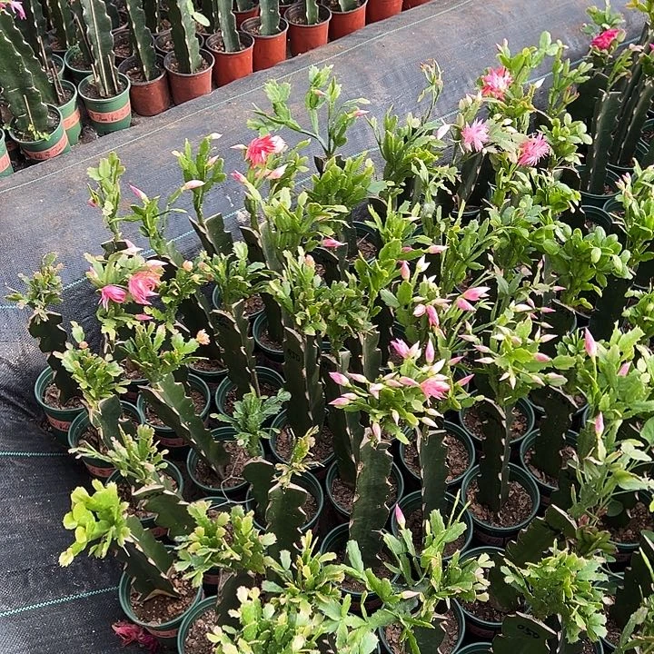 家***多四层小号开口花架两套立柱1.3米