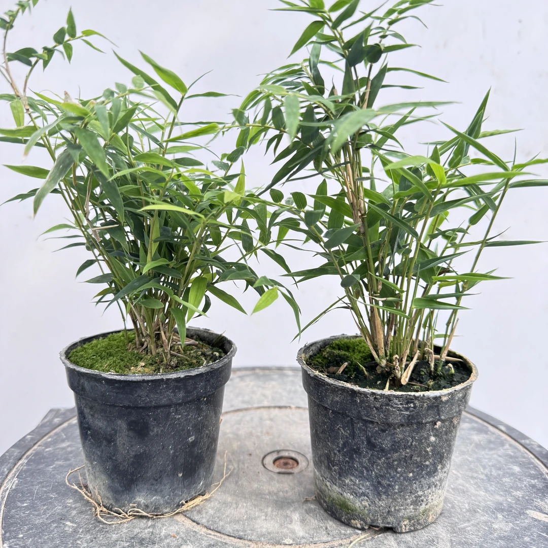 406#  精品翡翠观音竹素材买一送一