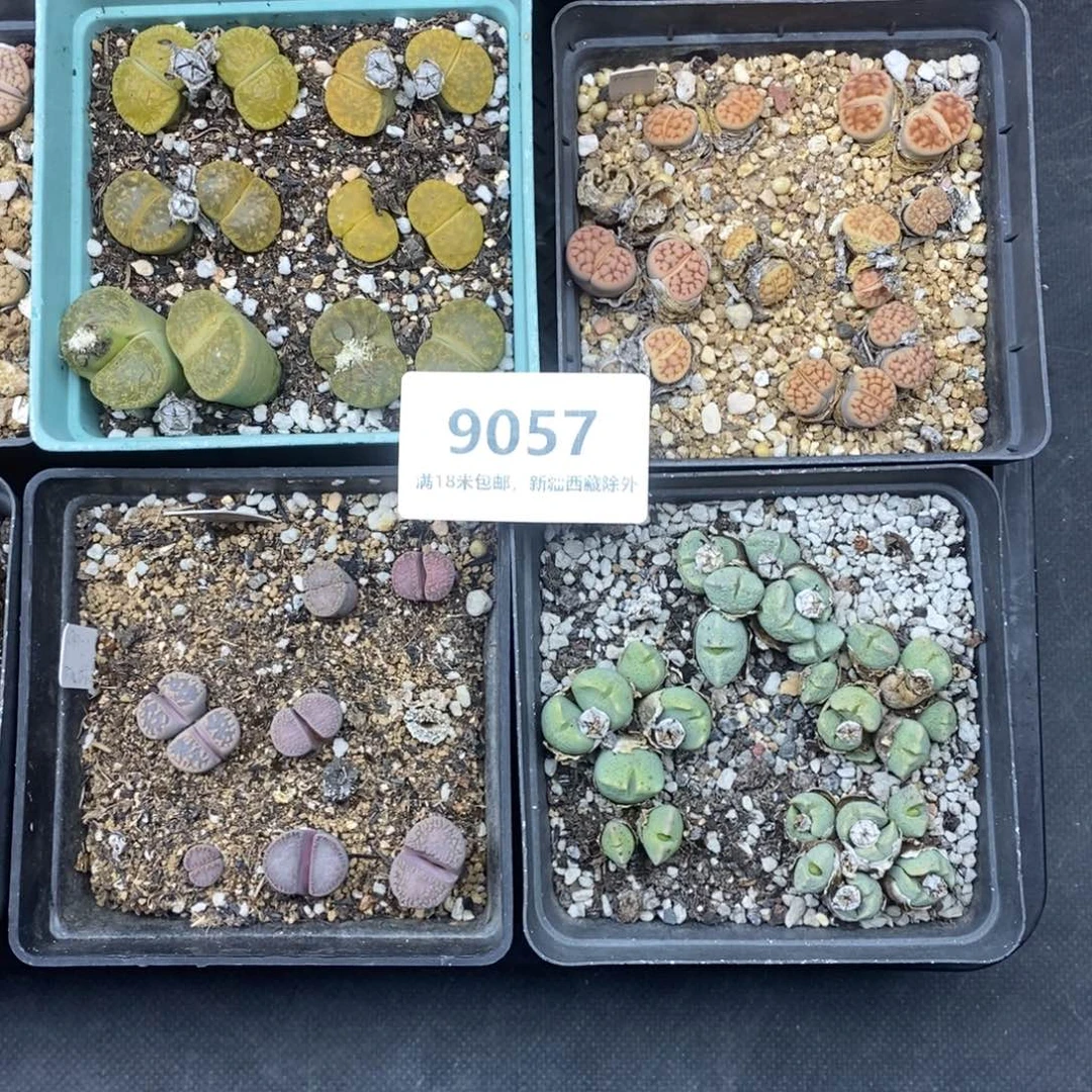 9057。