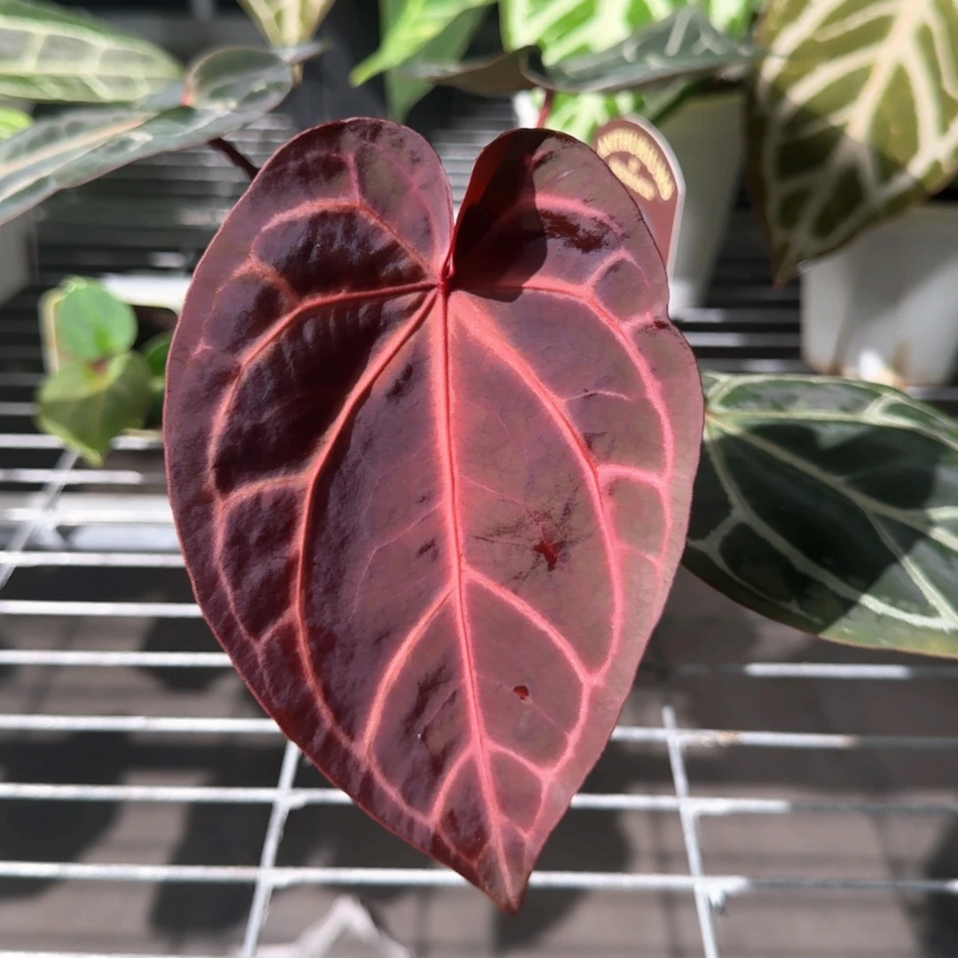 不开花植物1920 博士米歇尔