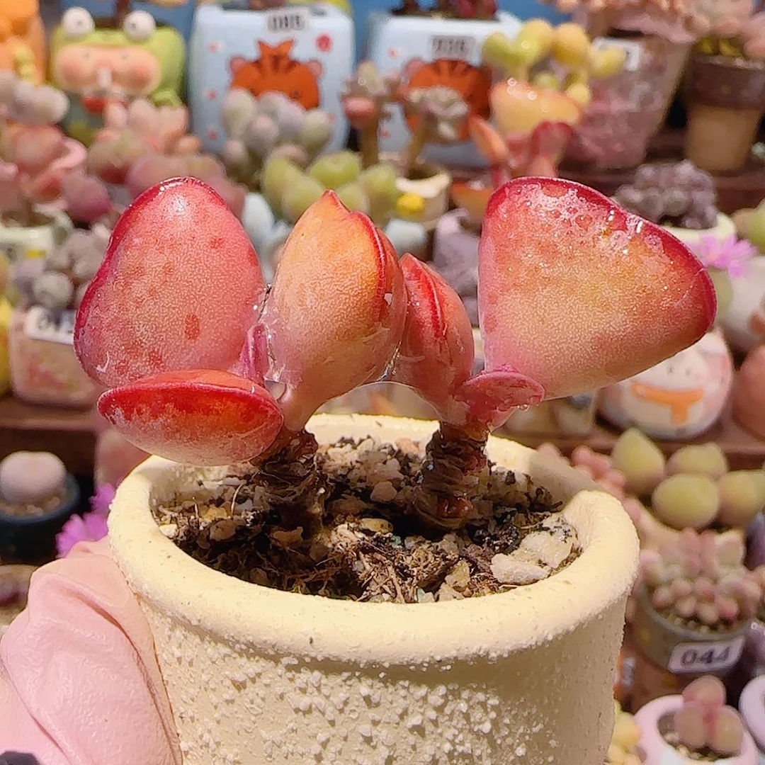 T双头红红爱心水泡盆口3.5cm