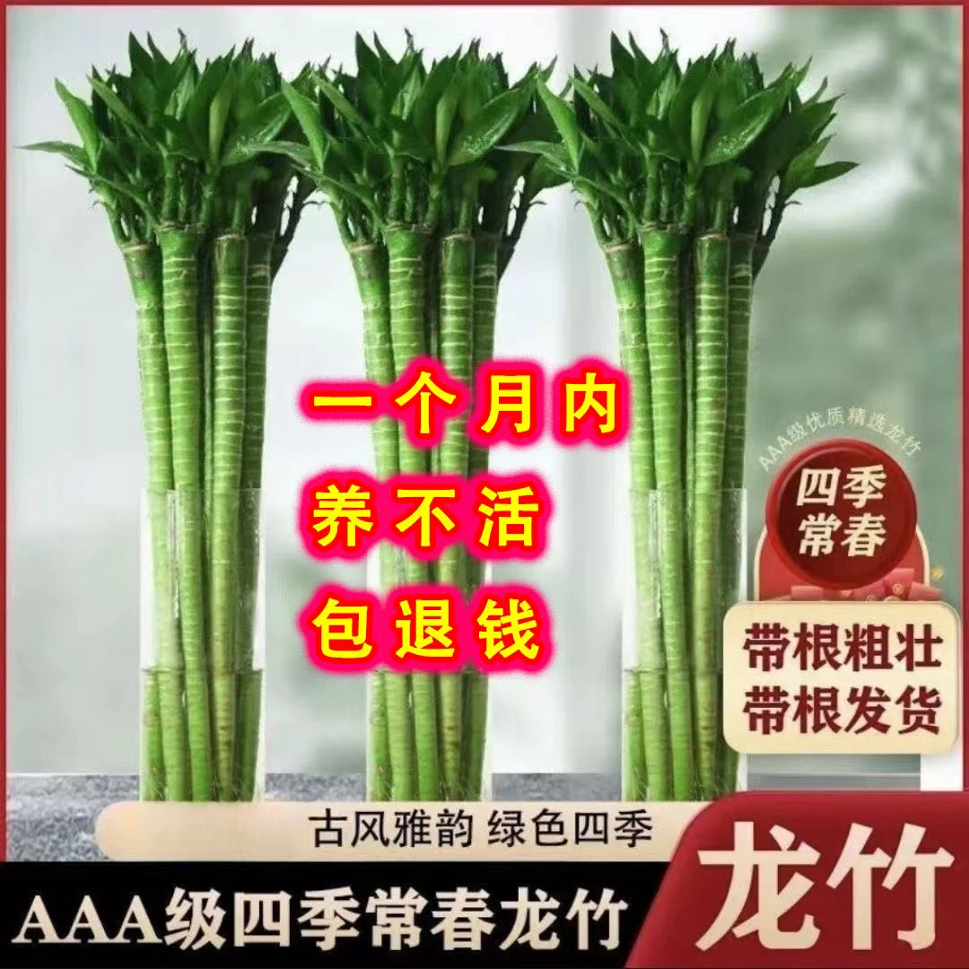 带根水养文昌竹龙竹节节高水培植物适合室内客厅摆放