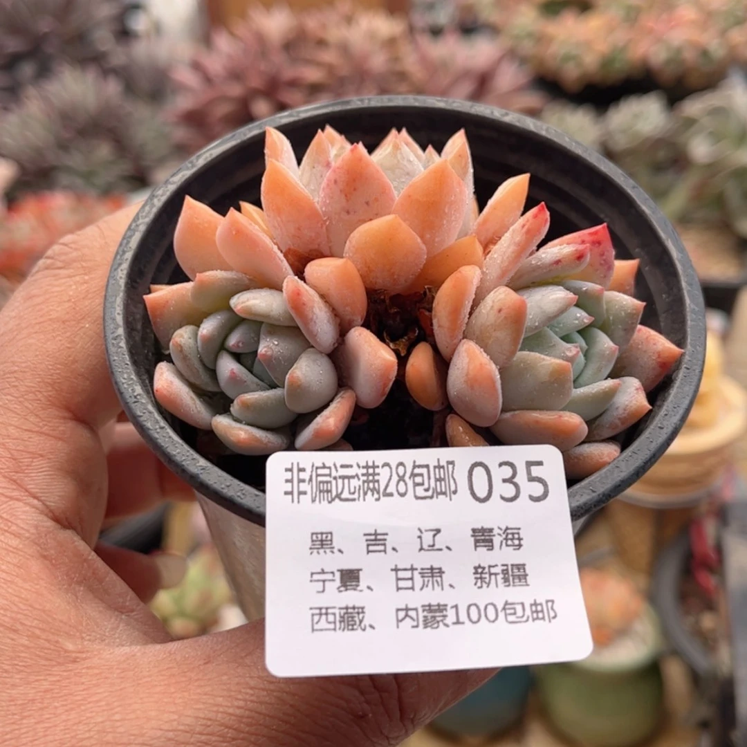 【闪购商品】035梦之雪