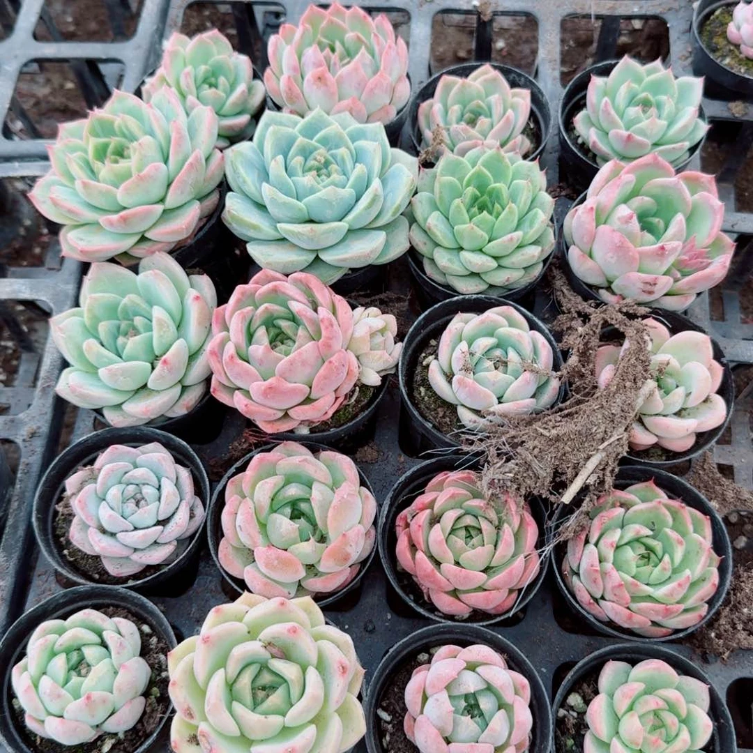 23-41珍妮二十颗量拍右四