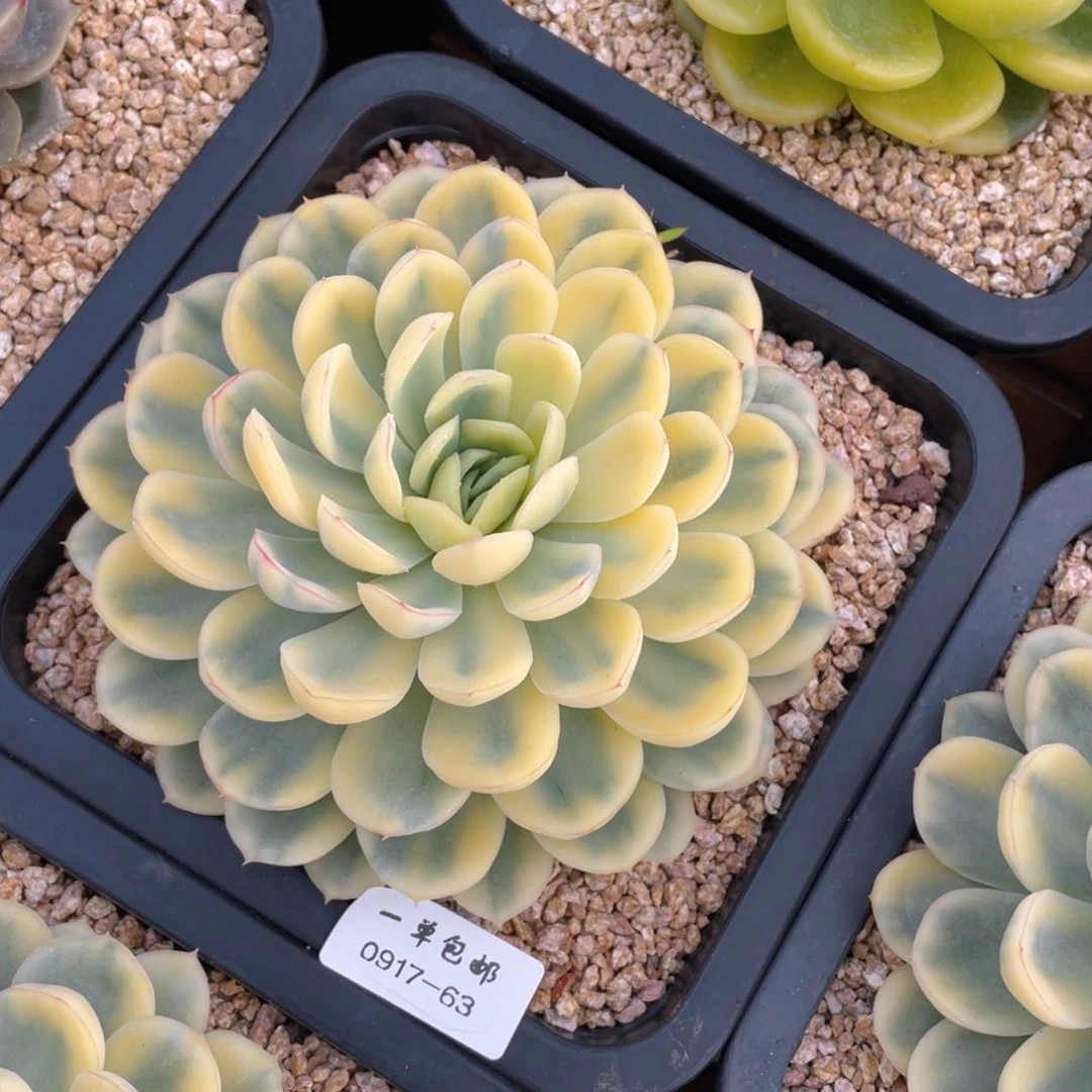 默0917-63-草莓冰锦。。，。。