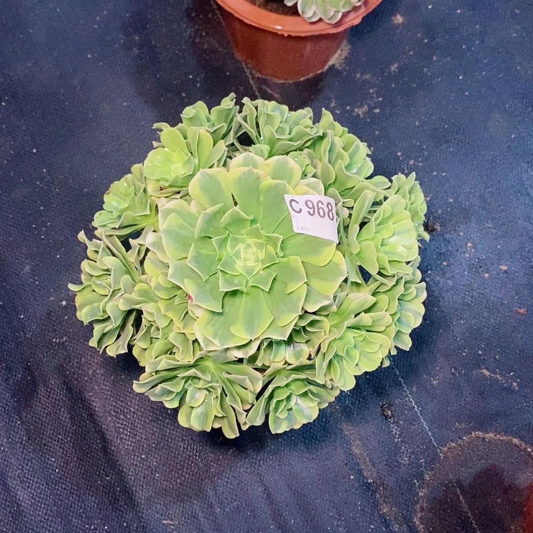 绿豆沙968多肉11111