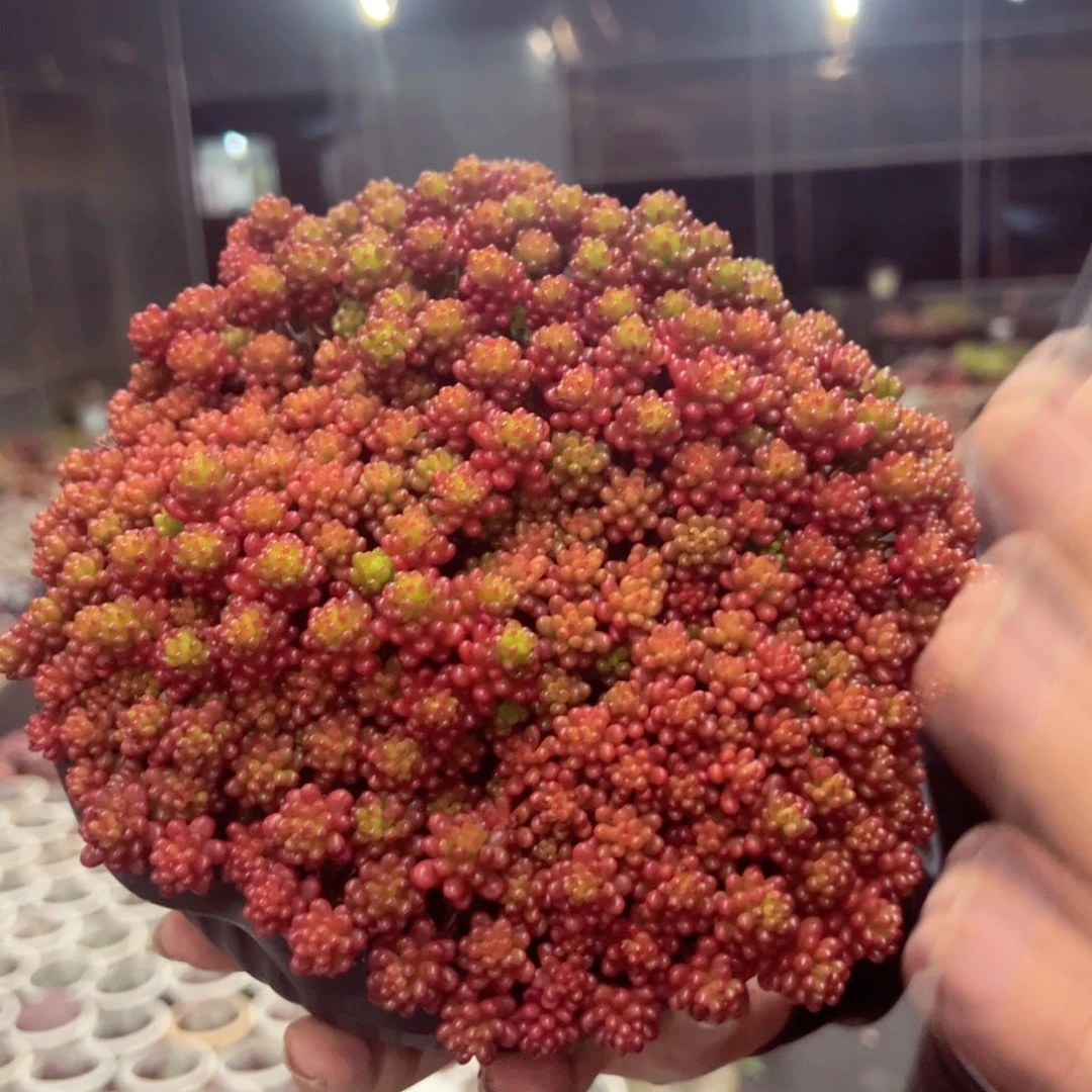 酱果大盆群带盆土