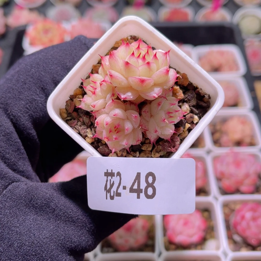 红陶花利美2-48海王群