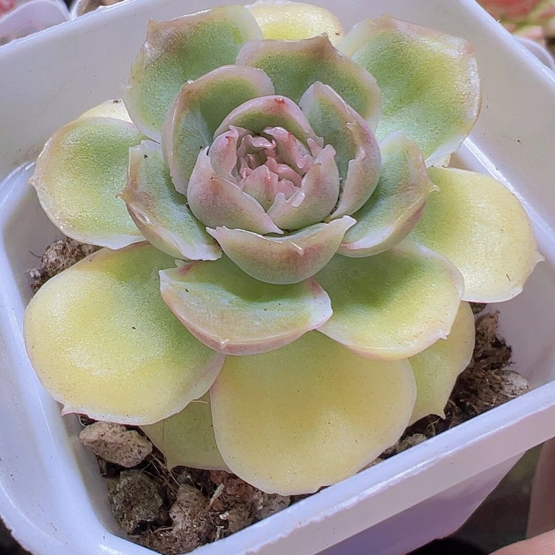 虾饺19包邮多肉植物