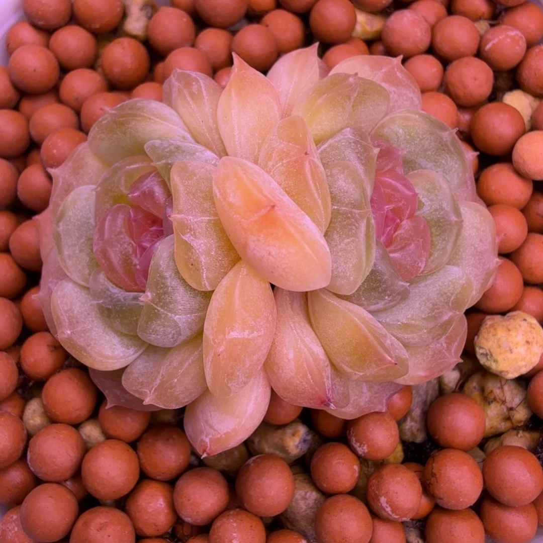 双头白恋一物一拍