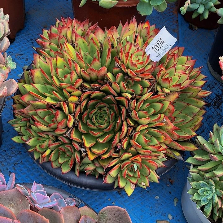 重***始   吉赛尔多肉10094