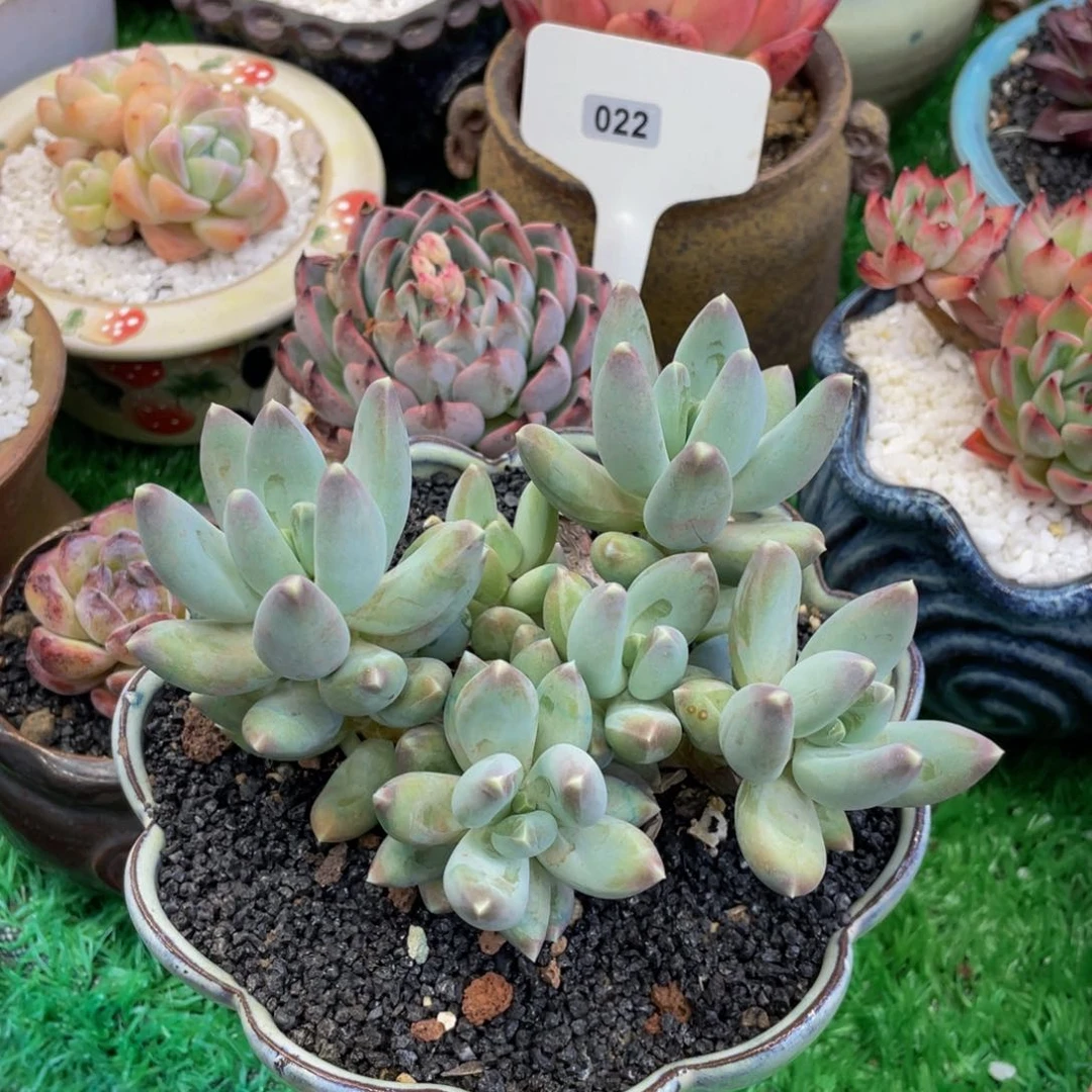 多肉植物盆栽多肉植物