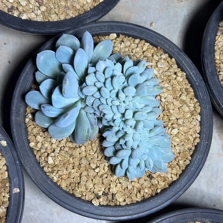 菩提子缀化群生多肉