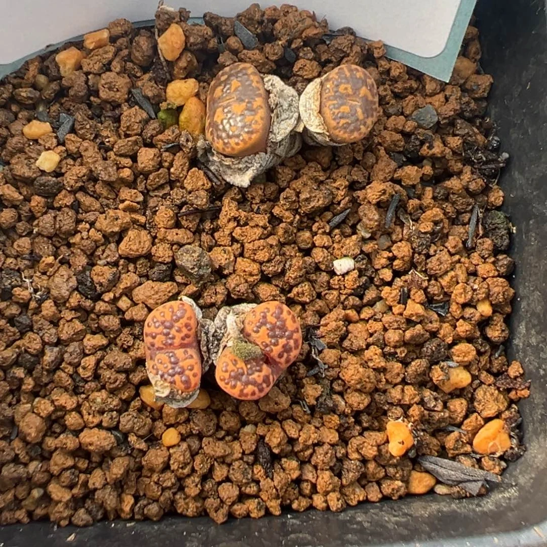 29-57肉锥多肉植物