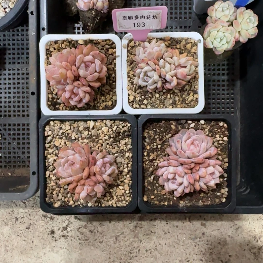 好**朵193橙子3头组合4颗