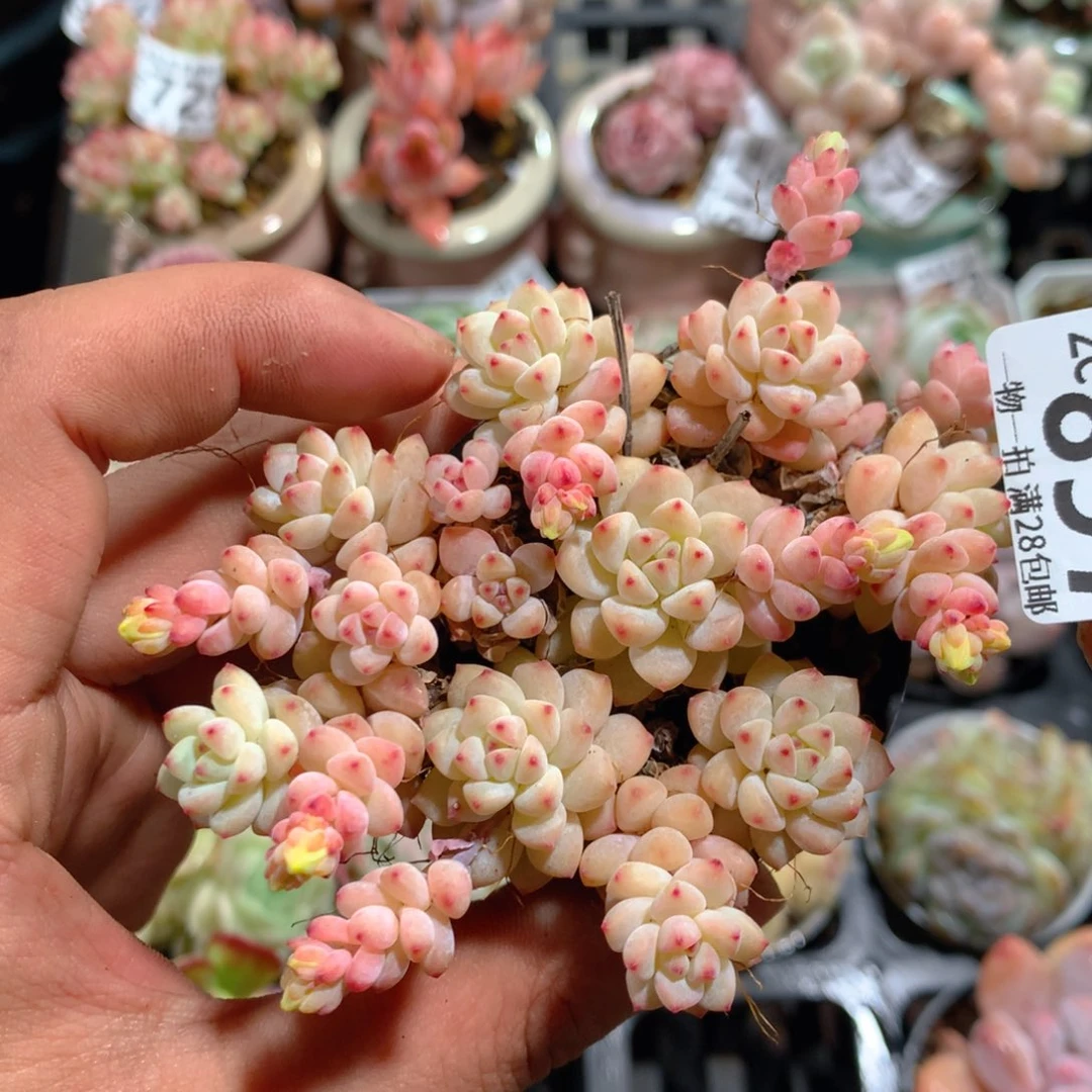 5CM拇指盆精控多肉ZC897