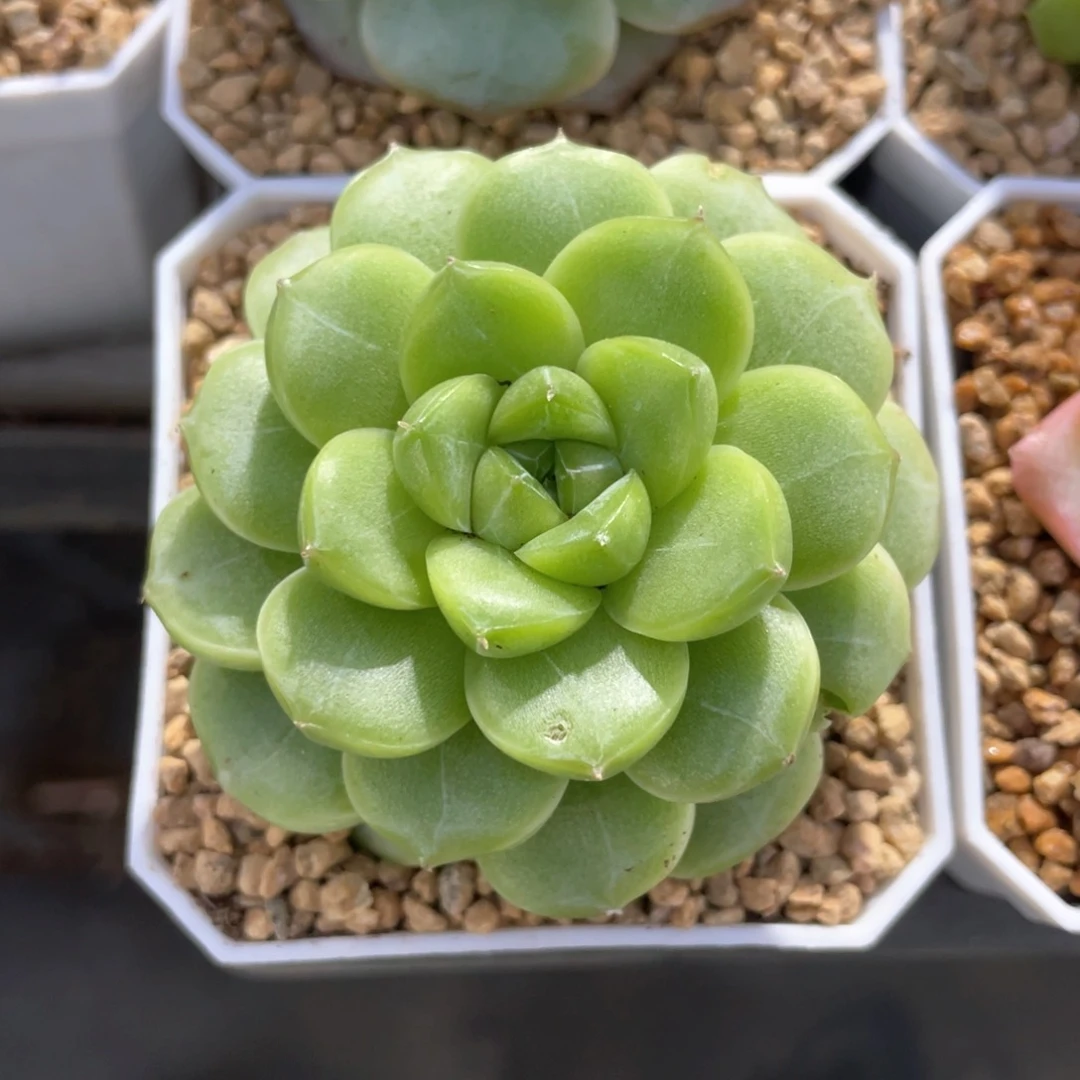 优选麦杆福利1099