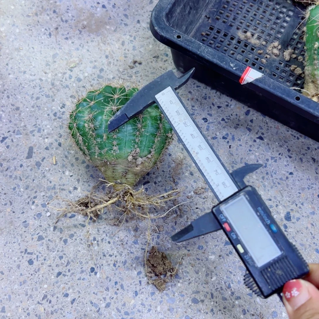 下7实生彩草根3个6公分左右脱土发货20包邮