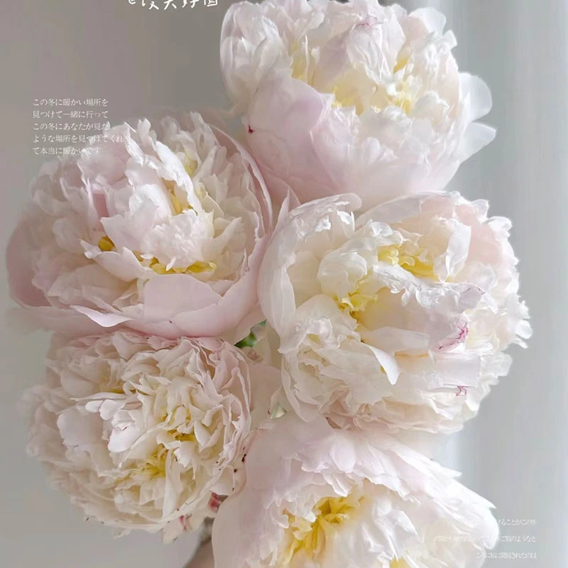 【羞涩女王-芍药花苗】重瓣芍药花苗带芽四季开花阳台庭院盆栽