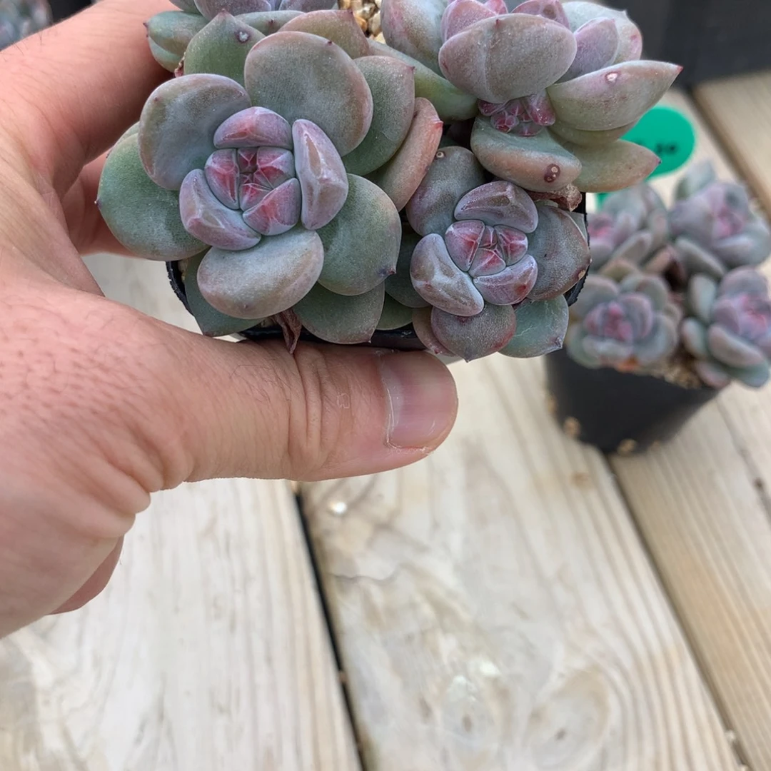 ****啊晨星突尼斯发货多肉