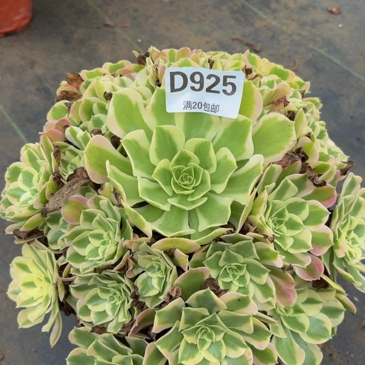 瑞妈多肉植物,925叶罗莎
