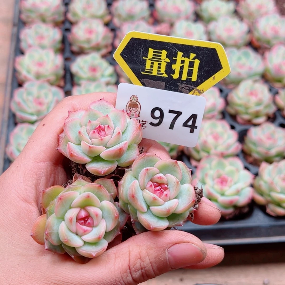 多肉植物多肉植物