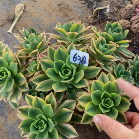 星爆多肉植物63多肉不包断