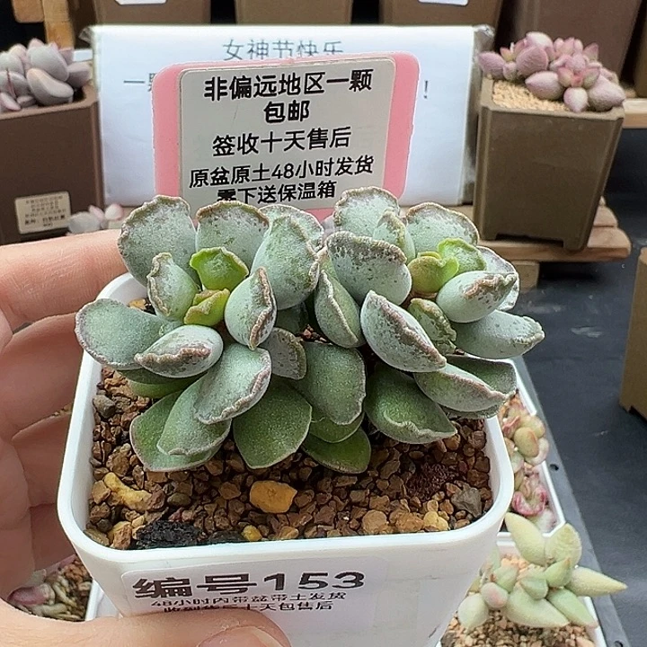 153毛库博多肉植物