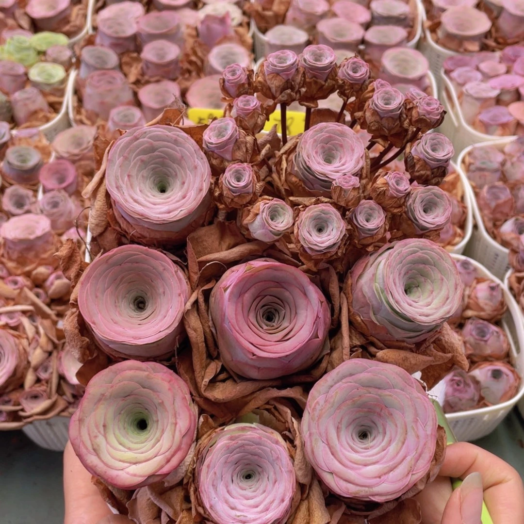 山地玫瑰花篮组合J301