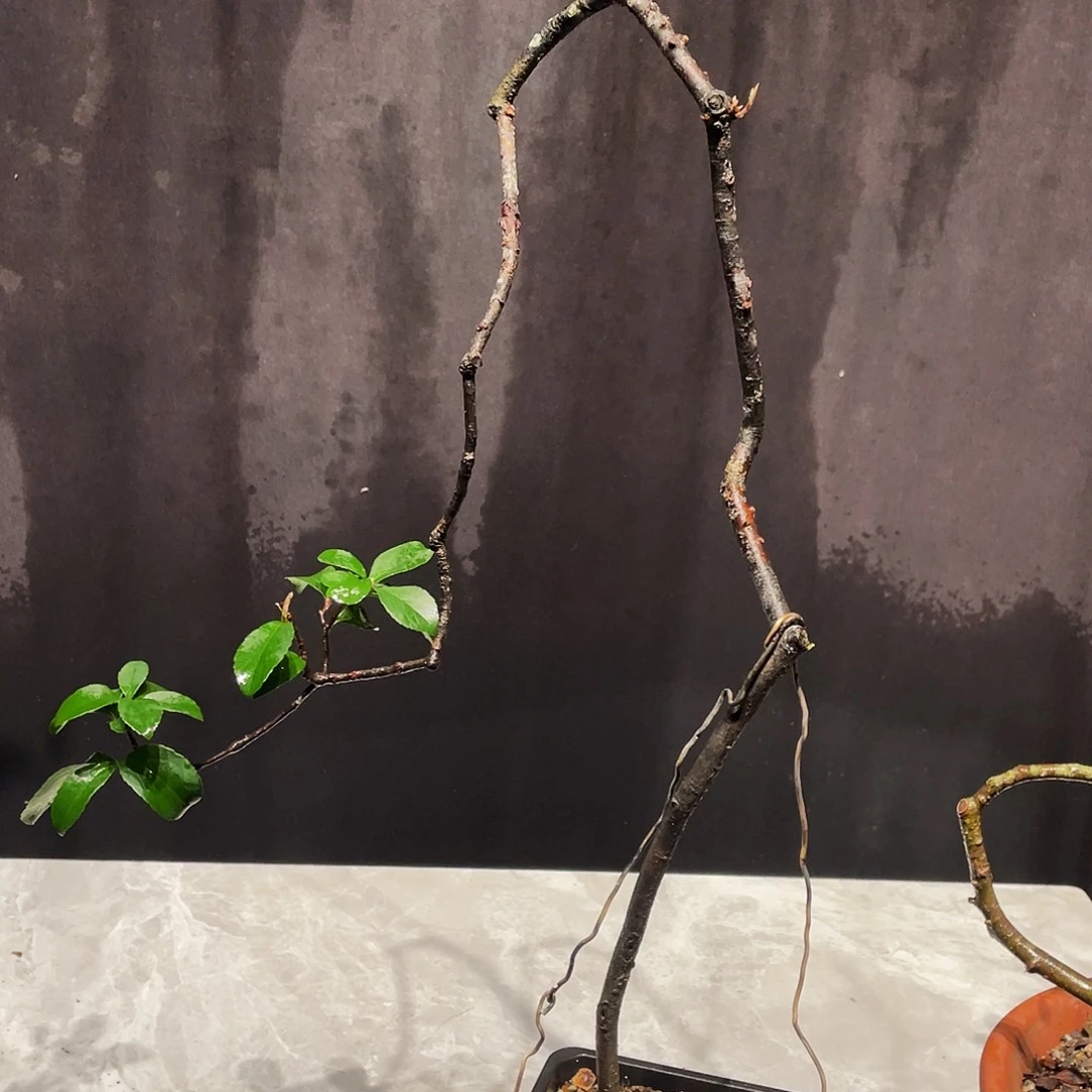 劉*書栀子花包邮哦哦哦