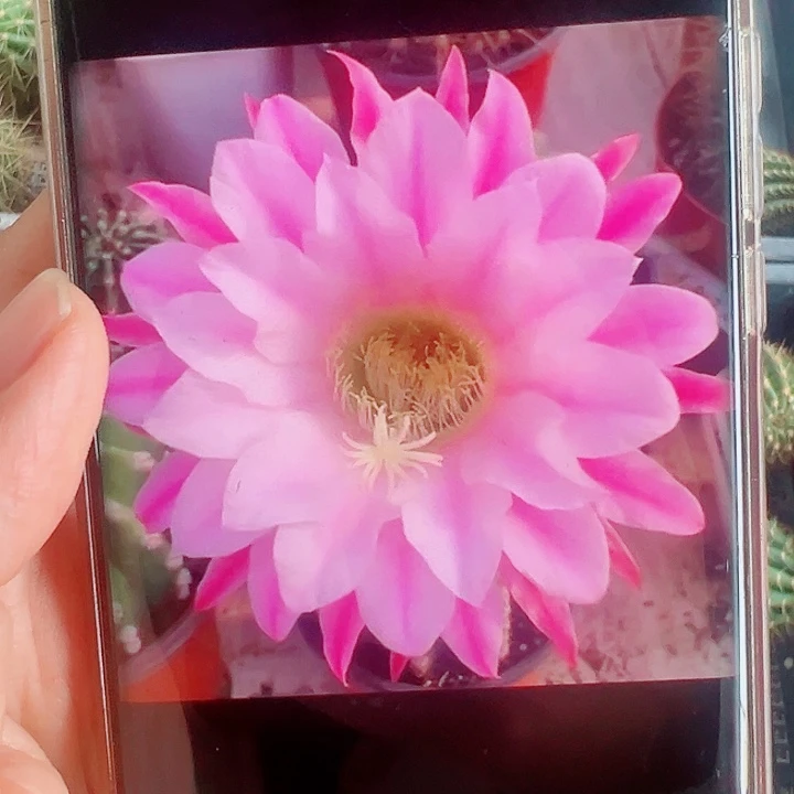 毛花柱诺尔斯侧芽拍一发二