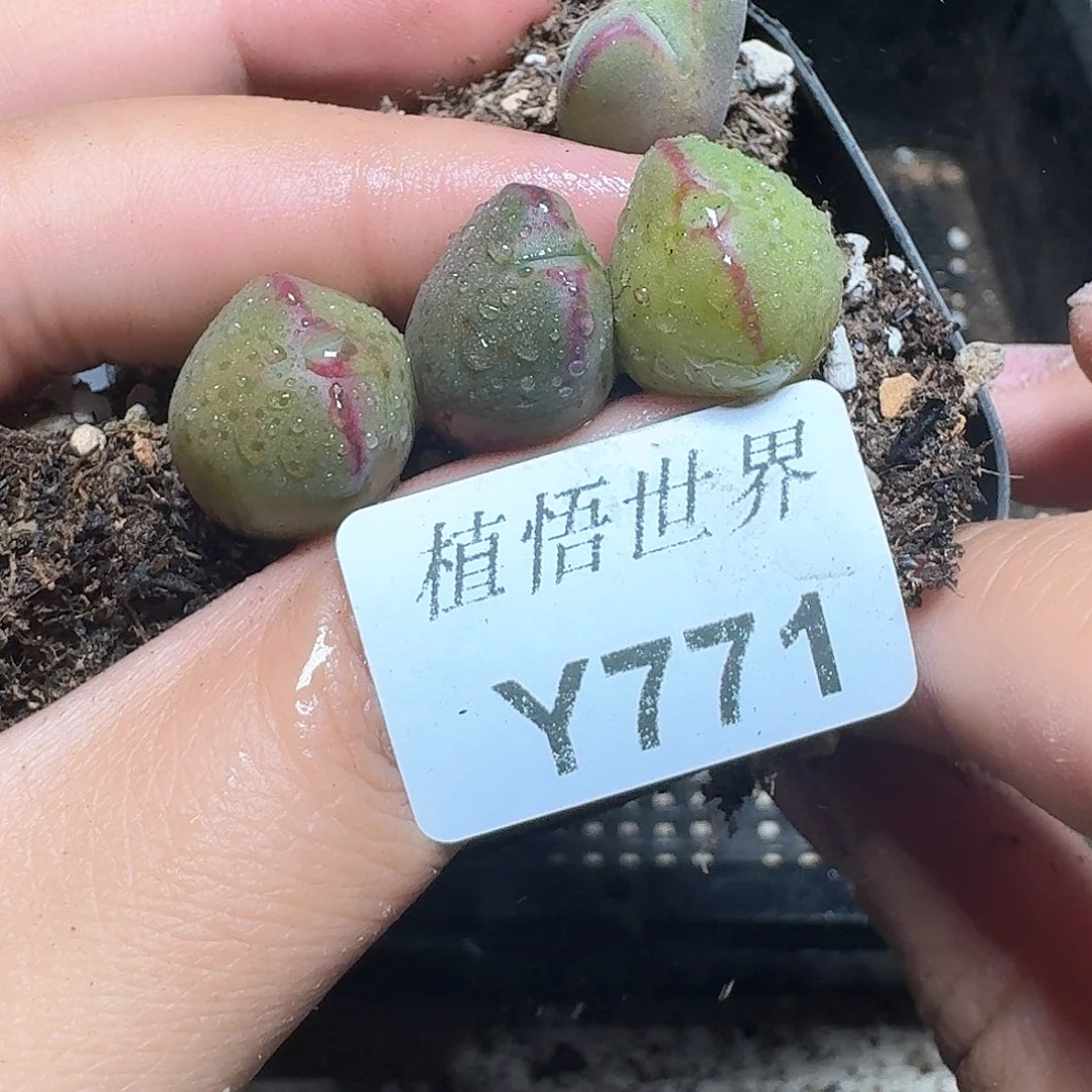 771号多肉植物哇d f