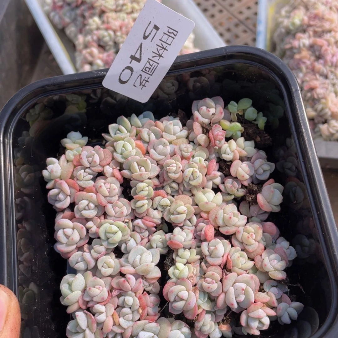 量拍多肉植物多肉植物540