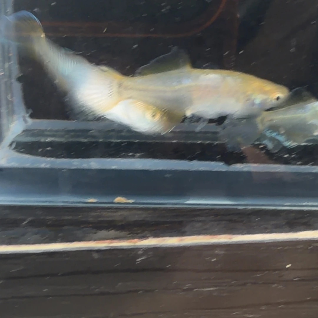 青鳉鱼观背青鳉13