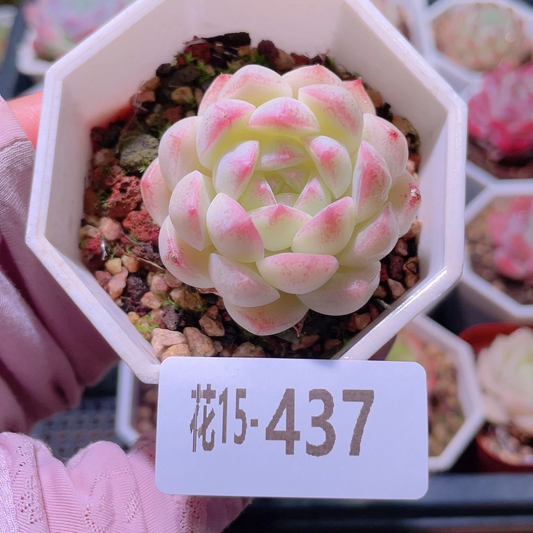 花利美15-437明月心