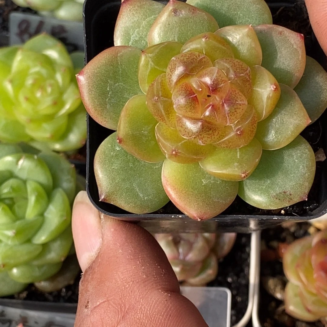 天官赐福百无禁忌